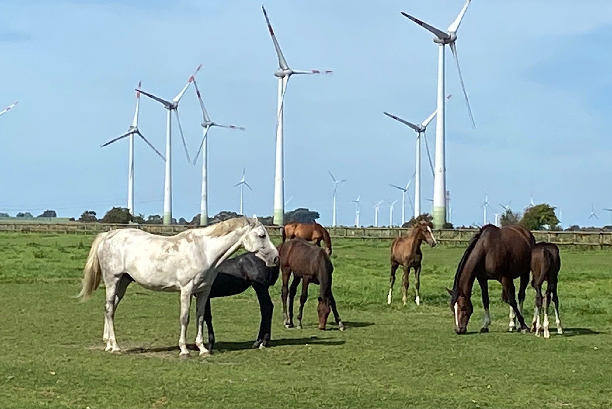 Windräder und Pferde am Deich – Norddeutsche Landschaft